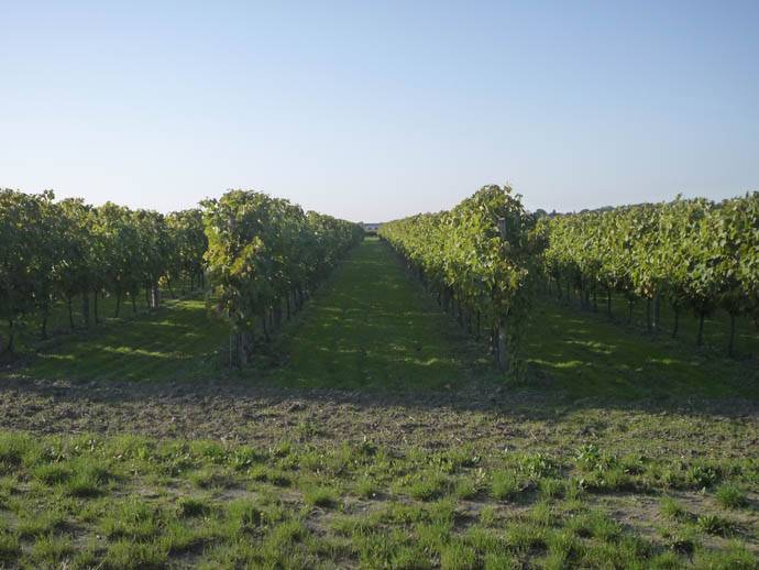 Viticulteur à Macqueville