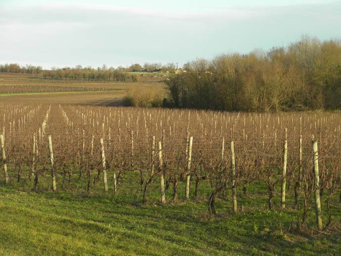 vignoble (3)