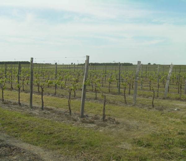 vignoble (7)